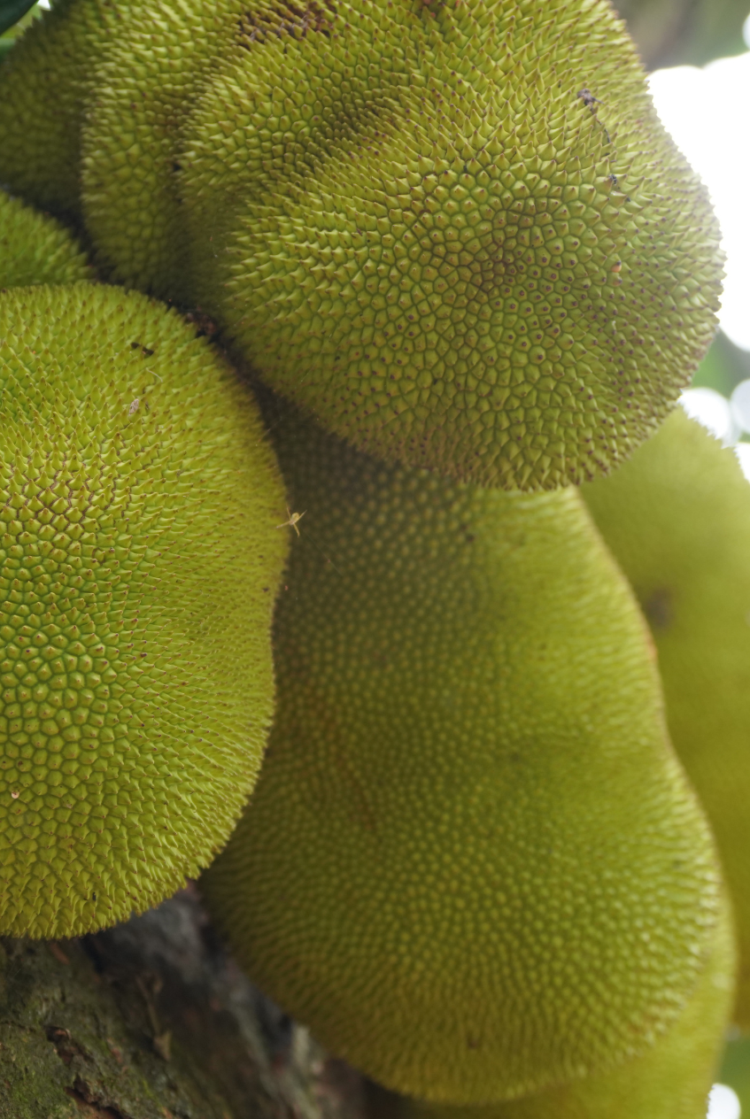 Jackfruit