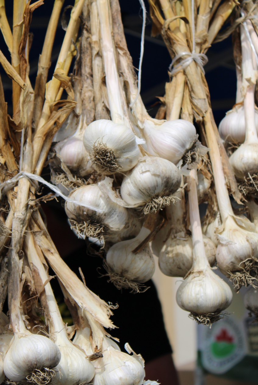 Garlic
